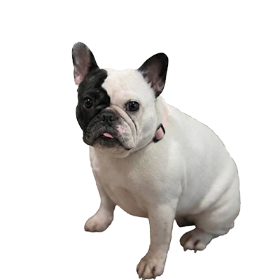 Stella